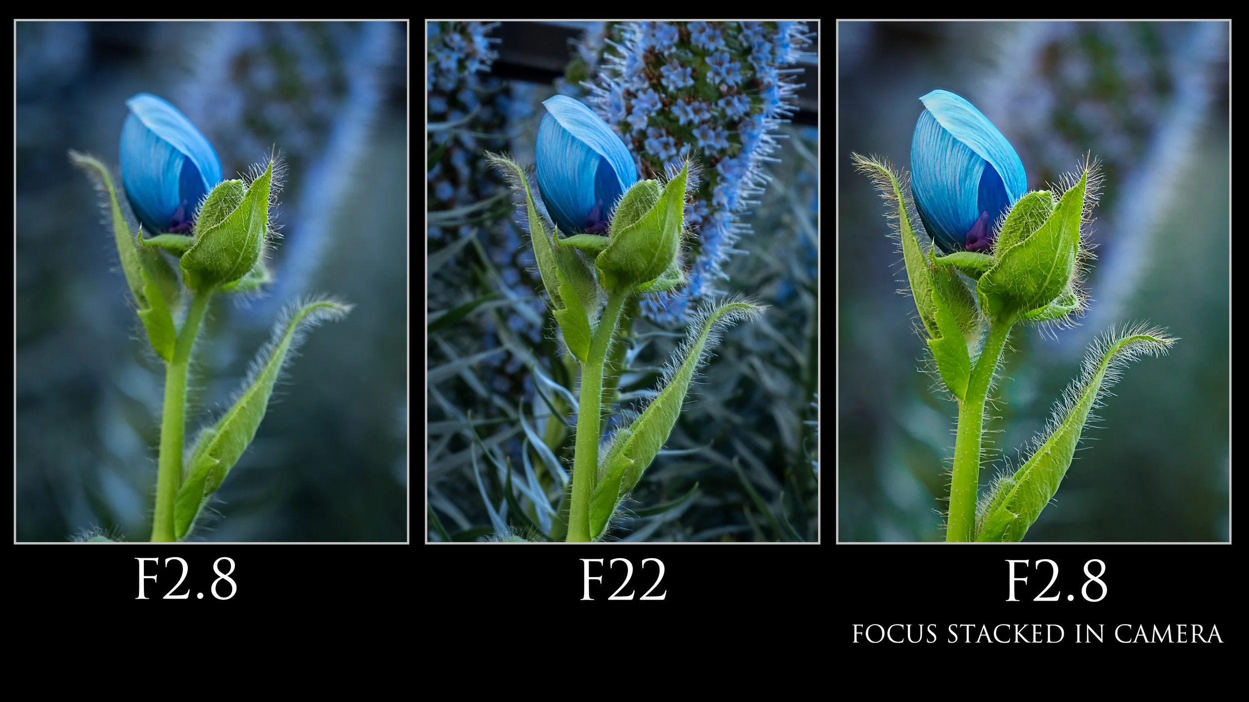 Why we chose Olympus/OM SYSTEM — Photography By Lisa And Tom